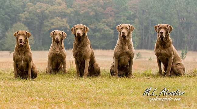 best chesapeake bay retriever breeders