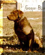 CH Misty Autumn's Ace of Spades