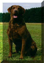 CH Cur-San's WaWa Tote N Zeke MH CD Qualified All Age