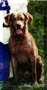Owned by Ed Johnson: Ch. Johnsons Cursan Tag MH, Qualified all age 